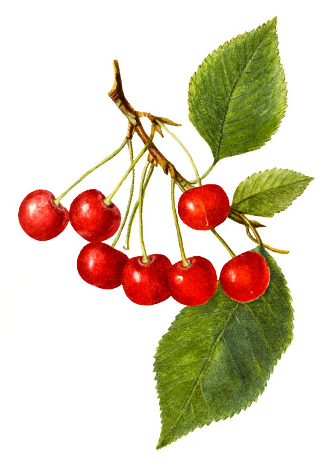 Vintage cherry illustration. Digitally enhanced illustration from U.S. Department of Agriculture Pomological Watercolor Collection. Rare and Special Collections, National Agricultural Library.