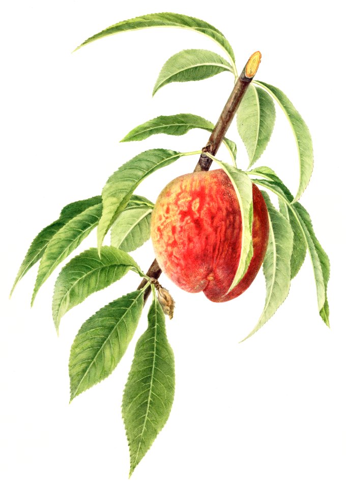 Vintage peach illustration. Digitally enhanced illustration from U.S. Department of Agriculture Pomological Watercolor Collection. Rare and Special Collections, National Agricultural Library.