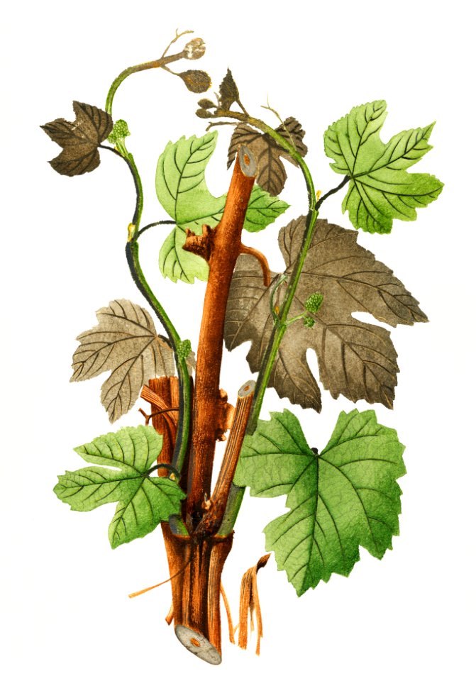 Vintage grapevines illustration.