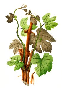 Vintage grapevines illustration.. Free illustration for personal and commercial use.