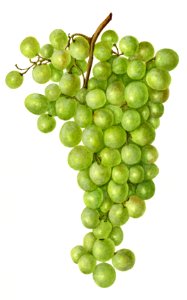 Vintage bunch of green grapes illustration.. Free illustration for personal and commercial use.