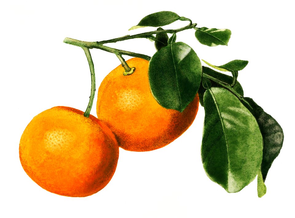 Vintage oranges illustration. Digitally enhanced illustration from U.S. Department of Agriculture Pomological Watercolor Collection. Rare and Special Collections, National Agricultural Library.