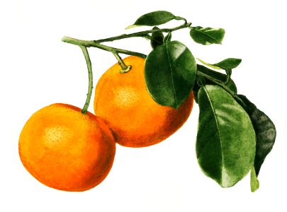 Vintage oranges illustration. Digitally enhanced illustration from U.S. Department of Agriculture Pomological Watercolor Collection. Rare and Special Collections, National Agricultural Library.. Free illustration for personal and commercial use.