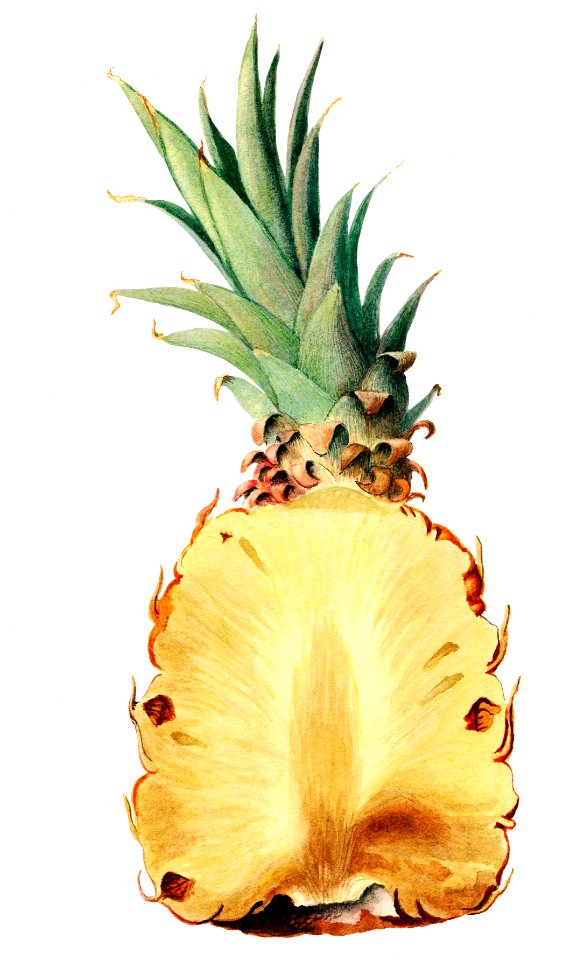 Vintage pineapple cut in half illustration. Digitally enhanced illustration from U.S. Department of Agriculture Pomological Watercolor Collection. Rare and Special Collections, National Agricultural Library.