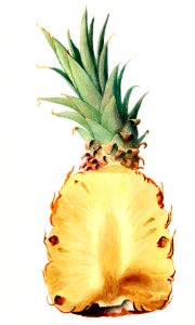 Vintage pineapple cut in half illustration. Digitally enhanced illustration from U.S. Department of Agriculture Pomological Watercolor Collection. Rare and Special Collections, National Agricultural Library.