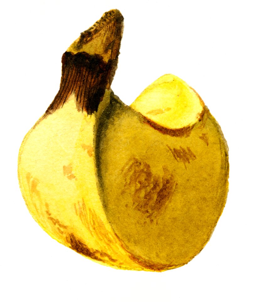 Vintage banana illustration. Digitally enhanced illustration from U.S. Department of Agriculture Pomological Watercolor Collection. Rare and Special Collections, National Agricultural Library.