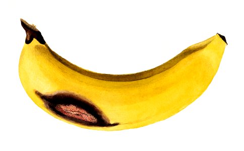 Vintage banana illustration. Digitally enhanced illustration from U.S. Department of Agriculture Pomological Watercolor Collection. Rare and Special Collections, National Agricultural Library.