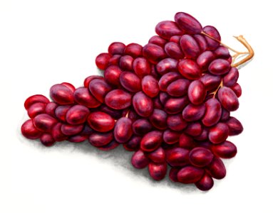 Vintage bunch of purple grapes illustration.