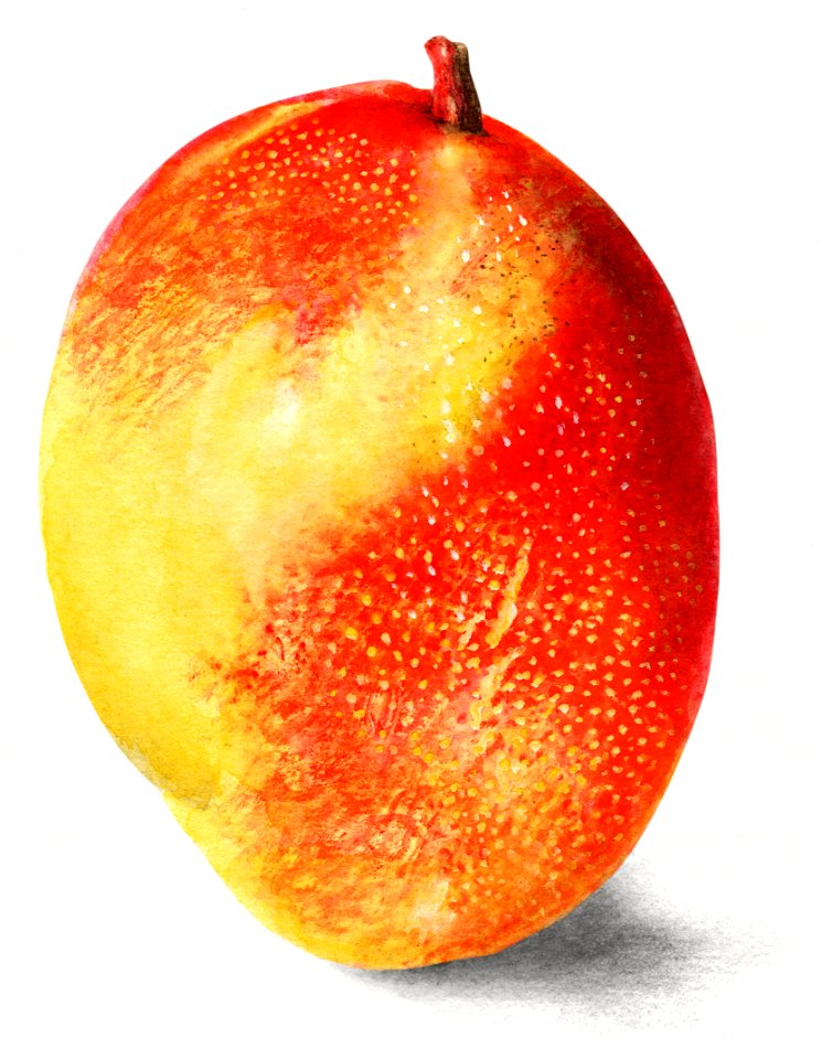 Vintage mango illustration. Digitally enhanced illustration from U.S. Department of Agriculture Pomological Watercolor Collection. Rare and Special Collections, National Agricultural Library.
