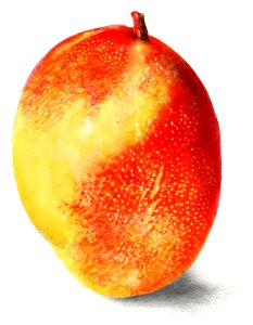 Vintage mango illustration. Digitally enhanced illustration from U.S. Department of Agriculture Pomological Watercolor Collection. Rare and Special Collections, National Agricultural Library.
