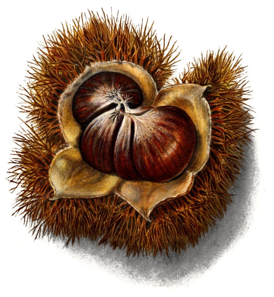 Vintage chestnut illustration. Digitally enhanced illustration from U.S. Department of Agriculture Pomological Watercolor Collection. Rare and Special Collections, National Agricultural Library.