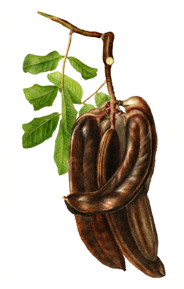 Vintage St John's bread illustation. Digitally enhanced illustration from U.S. Department of Agriculture Pomological Watercolor Collection. Rare and Special Collections, National Agricultural Library.l.
