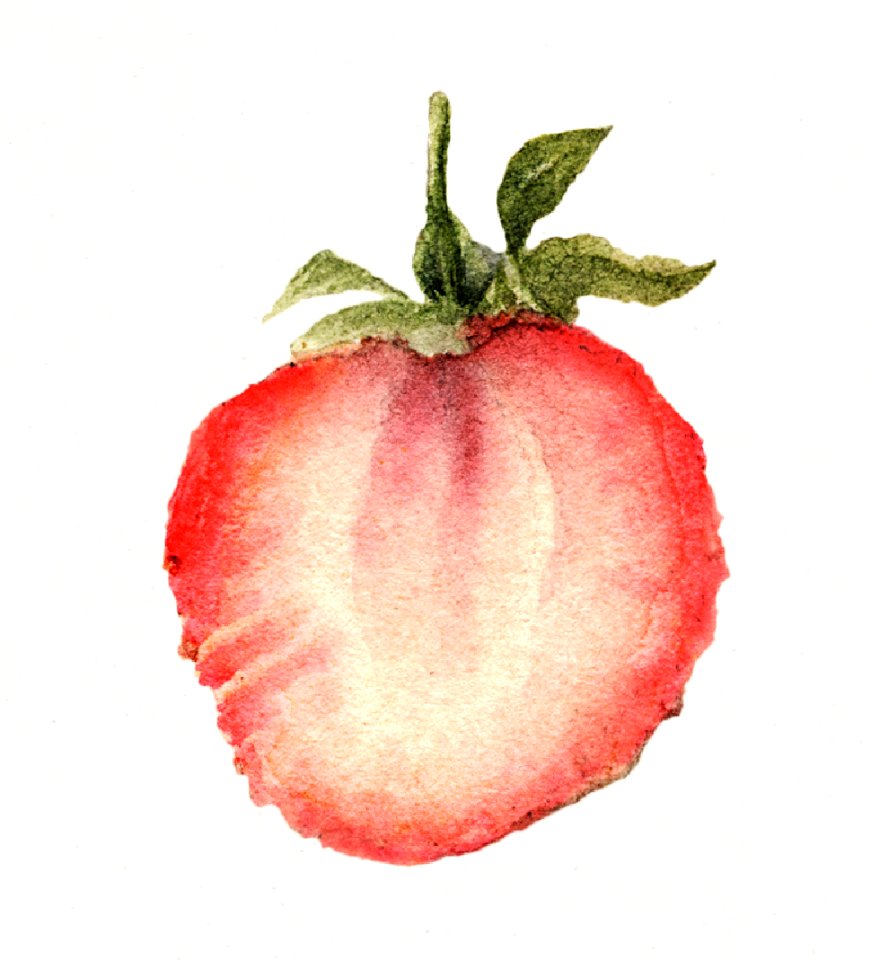 Vintage halved strawberry illustration. Digitally enhanced illustration from U.S. Department of Agriculture Pomological Watercolor Collection. Rare and Special Collections, National Agricultural Library.