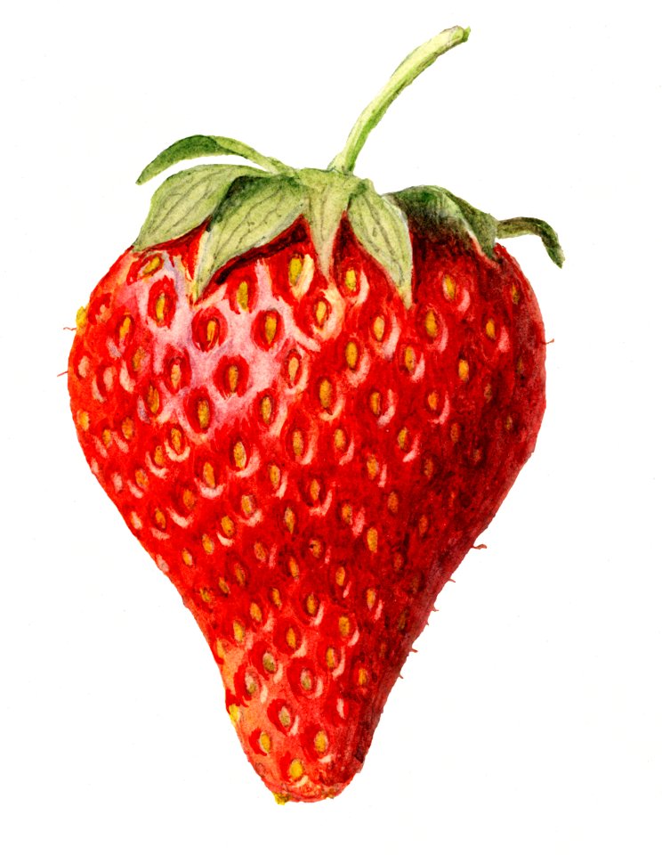 Vintage strawberry illustration. Digitally enhanced illustration from U.S. Department of Agriculture Pomological Watercolor Collection. Rare and Special Collections, National Agricultural Library.