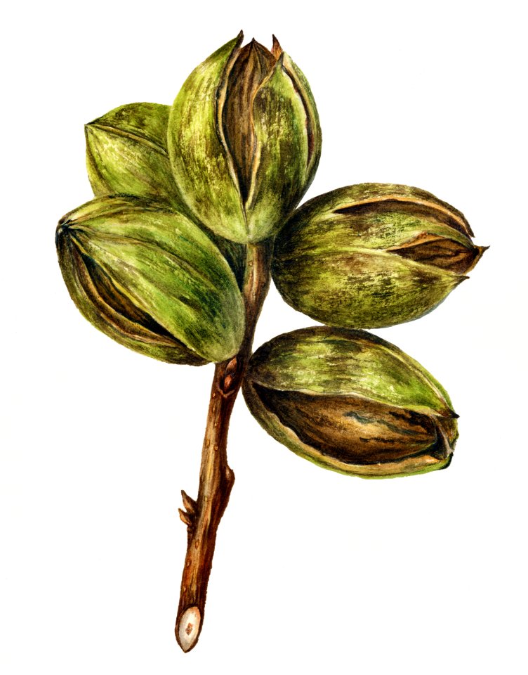Vintage hickory buds illustration. Digitally enhanced illustration from U.S. Department of Agriculture Pomological Watercolor Collection. Rare and Special Collections, National Agricultural Library.. Free illustration for personal and commercial use.