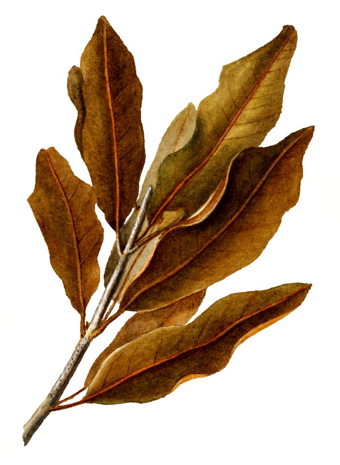 Vintage macadamia leaves illustration. Digitally enhanced illustration from U.S. Department of Agriculture Pomological Watercolor Collection. Rare and Special Collections, National Agricultural Library.