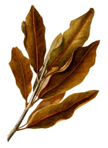 Vintage macadamia leaves illustration. Digitally enhanced illustration from U.S. Department of Agriculture Pomological Watercolor Collection. Rare and Special Collections, National Agricultural Library.. Free illustration for personal and commercial use.