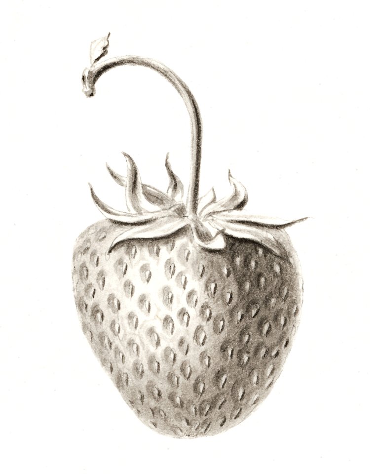 Strawberry sketch illustration. Digitally enhanced illustration from U.S. Department of Agriculture Pomological Watercolor Collection. Rare and Special Collections, National Agricultural Library.. Free illustration for personal and commercial use.