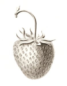 Strawberry sketch illustration. Digitally enhanced illustration from U.S. Department of Agriculture Pomological Watercolor Collection. Rare and Special Collections, National Agricultural Library.