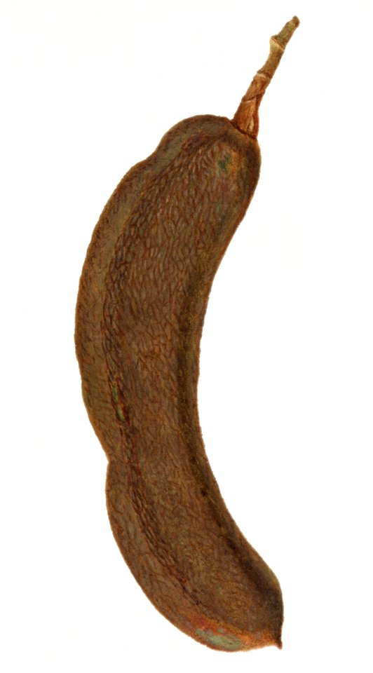 Vintage St John's bread illustation. Digitally enhanced illustration from U.S. Department of Agriculture Pomological Watercolor Collection. Rare and Special Collections, National Agricultural Library.l.