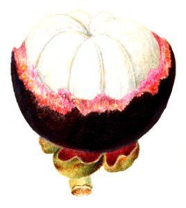 Vintage mangosteen illustration. Digitally enhanced illustration from U.S. Department of Agriculture Pomological Watercolor Collection. Rare and Special Collections, National Agricultural Library.. Free illustration for personal and commercial use.