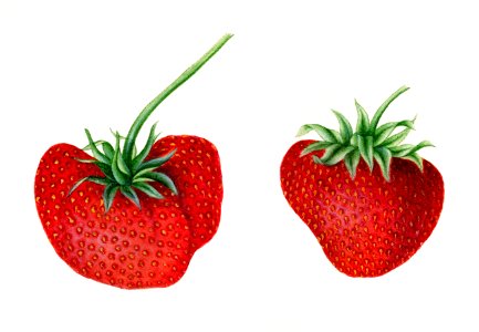 Vintage strawberry illustration. Digitally enhanced illustration from U.S. Department of Agriculture Pomological Watercolor Collection. Rare and Special Collections, National Agricultural Library.