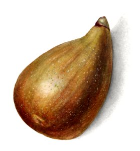 Vintage fig illustration. Digitally enhanced illustration from U.S. Department of Agriculture Pomological Watercolor Collection. Rare and Special Collections, National Agricultural Library.