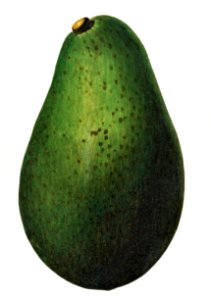 Fresh whole avocado illustration. Digitally enhanced illustration from U.S. Department of Agriculture Pomological Watercolor Collection. Rare and Special Collections, National Agricultural Library.. Free illustration for personal and commercial use.