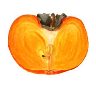 Vintage persimmons illustration. Digitally enhanced illustration from U.S. Department of Agriculture Pomological Watercolor Collection. Rare and Special Collections, National Agricultural Library.. Free illustration for personal and commercial use.