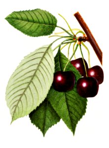Branch of black cherries illustration. Digitally enhanced illustration from U.S. Department of Agriculture Pomological Watercolor Collection. Rare and Special Collections, National Agricultural Library.. Free illustration for personal and commercial use.
