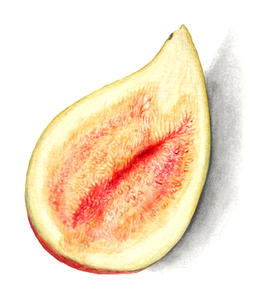 Vintage halved fig illustration. Digitally enhanced illustration from U.S. Department of Agriculture Pomological Watercolor Collection. Rare and Special Collections, National Agricultural Library.