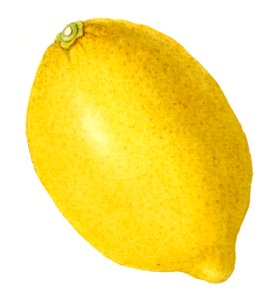 Vintage lemon illustration. Digitally enhanced illustration from U.S. Department of Agriculture Pomological Watercolor Collection. Rare and Special Collections, National Agricultural Library.. Free illustration for personal and commercial use.