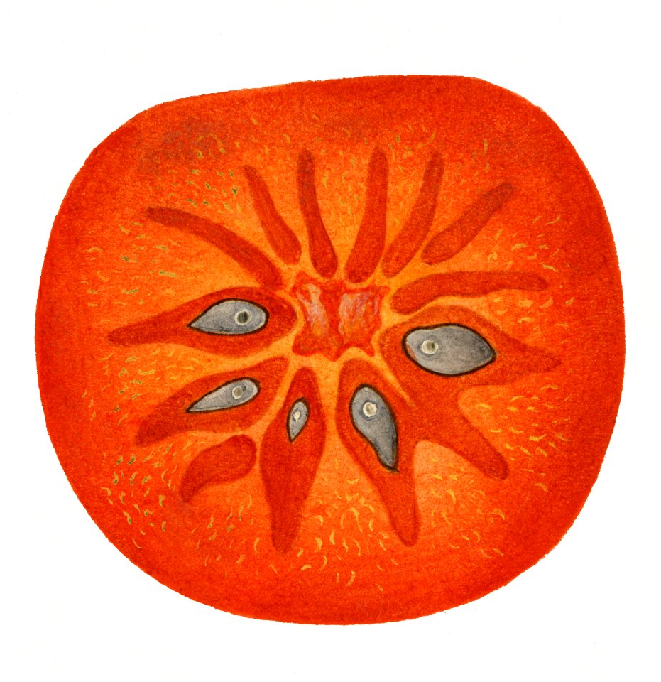 Vintage persimmons illustration. Digitally enhanced illustration from U.S. Department of Agriculture Pomological Watercolor Collection. Rare and Special Collections, National Agricultural Library.