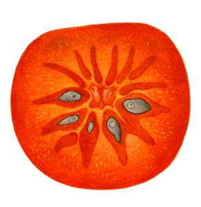 Vintage persimmons illustration. Digitally enhanced illustration from U.S. Department of Agriculture Pomological Watercolor Collection. Rare and Special Collections, National Agricultural Library.. Free illustration for personal and commercial use.