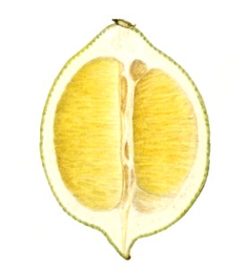 Vintage lime illustration. Digitally enhanced illustration from U.S. Department of Agriculture Pomological Watercolor Collection. Rare and Special Collections, National Agricultural Library.. Free illustration for personal and commercial use.