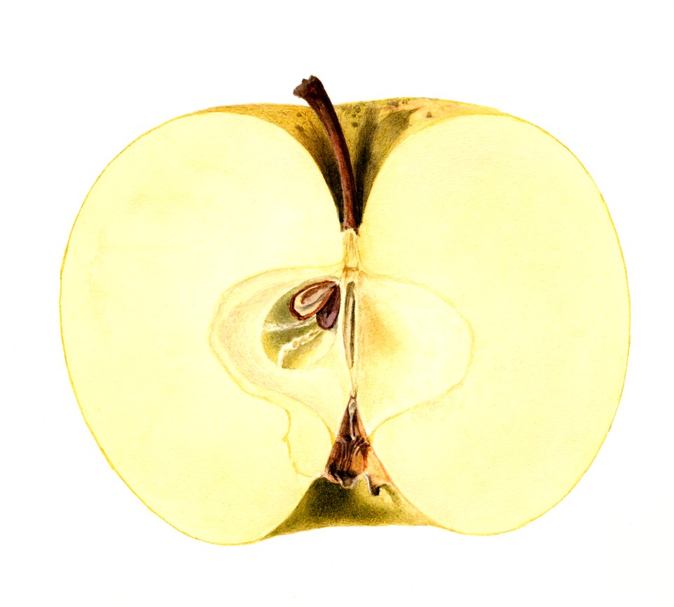 Vintage green apple illustration . Digitally enhanced illustration from U.S. Department of Agriculture Pomological Watercolor Collection. Rare and Special Collections, National Agricultural Library.