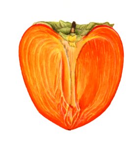 Vintage persimmons illustration. Digitally enhanced illustration from U.S. Department of Agriculture Pomological Watercolor Collection. Rare and Special Collections, National Agricultural Library.. Free illustration for personal and commercial use.