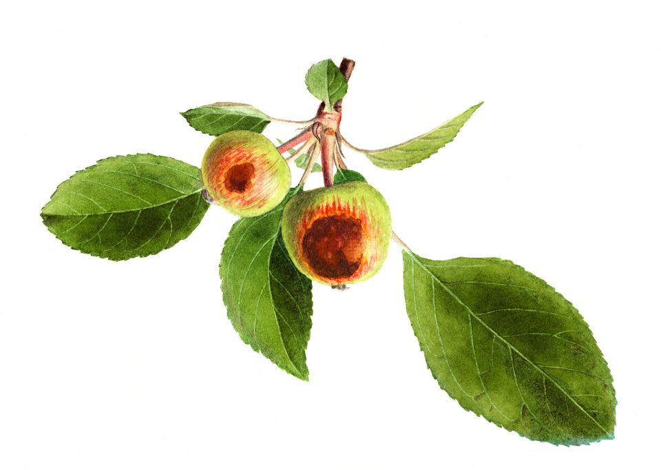 Vintage apple branch illustration. Digitally enhanced illustration from U.S. Department of Agriculture Pomological Watercolor Collection. Rare and Special Collections, National Agricultural Library.