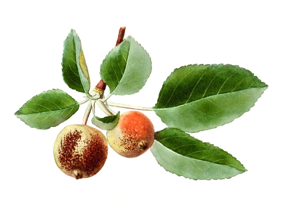 Vintage apple branch illustration. Digitally enhanced illustration from U.S. Department of Agriculture Pomological Watercolor Collection. Rare and Special Collections, National Agricultural Library.