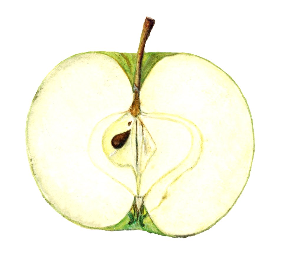 Vintage green apple illustration. Digitally enhanced illustration from U.S. Department of Agriculture Pomological Watercolor Collection. Rare and Special Collections, National Agricultural Library.  