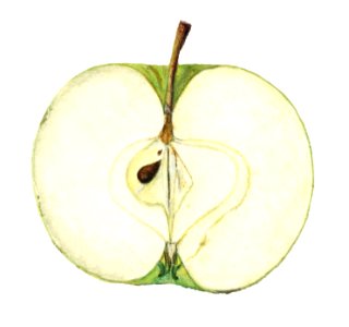 Vintage green apple illustration. Digitally enhanced illustration from U.S. Department of Agriculture Pomological Watercolor Collection. Rare and Special Collections, National Agricultural Library. . Free illustration for personal and commercial use.