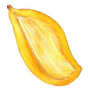 Vintage mango illustration. Digitally enhanced illustration from U.S. Department of Agriculture Pomological Watercolor Collection. Rare and Special Collections, National Agricultural Library.