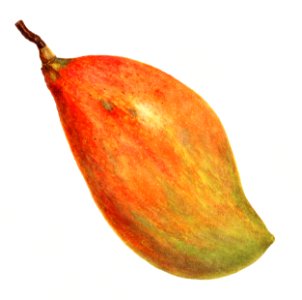 Vintage mango illustration. Digitally enhanced illustration from U.S. Department of Agriculture Pomological Watercolor Collection. Rare and Special Collections, National Agricultural Library.