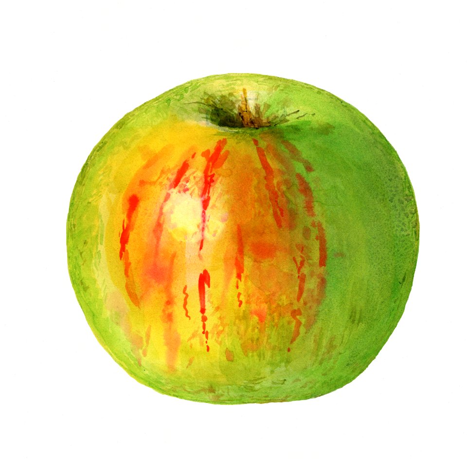 Vintage green apple illustration. Digitally enhanced illustration from U.S. Department of Agriculture Pomological Watercolor Collection. Rare and Special Collections, National Agricultural Library.