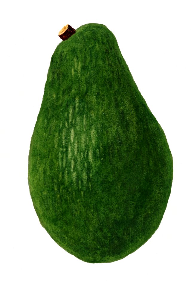 Fresh whole avocado illustration. Digitally enhanced illustration from U.S. Department of Agriculture Pomological Watercolor Collection. Rare and Special Collections, National Agricultural Library.