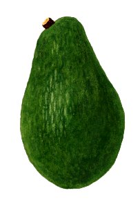 Fresh whole avocado illustration. Digitally enhanced illustration from U.S. Department of Agriculture Pomological Watercolor Collection. Rare and Special Collections, National Agricultural Library.