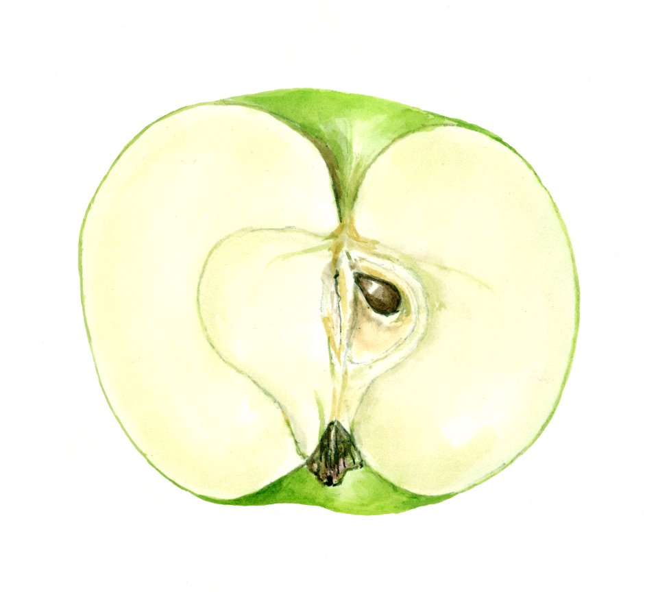 Vintage halved green apple illustration. Digitally enhanced illustration from U.S. Department of Agriculture Pomological Watercolor Collection. Rare and Special Collections, National Agricultural Library.