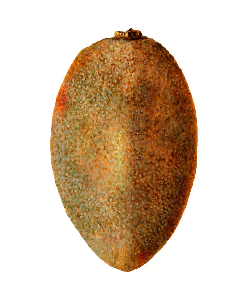 Fresh mamey sapote illustration. Digitally enhanced illustration from U.S. Department of Agriculture Pomological Watercolor Collection. Rare and Special Collections, National Agricultural Library.