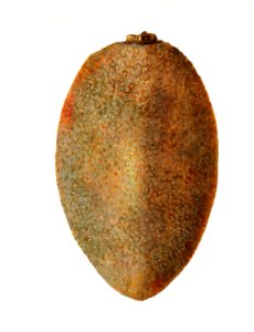 Fresh mamey sapote illustration. Digitally enhanced illustration from U.S. Department of Agriculture Pomological Watercolor Collection. Rare and Special Collections, National Agricultural Library.. Free illustration for personal and commercial use.