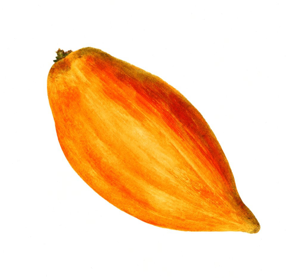 Fresh yellow canistel illustration. Digitally enhanced illustration from U.S. Department of Agriculture Pomological Watercolor Collection. Rare and Special Collections, National Agricultural Library.